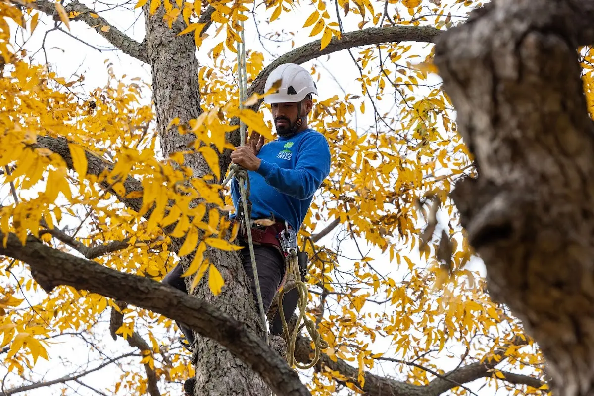 Skilled Tree Planing crew working in Quakertown